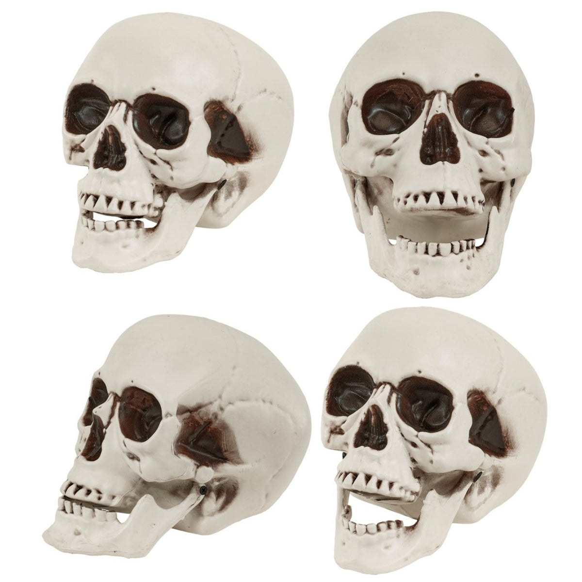 Skull with Movable Jaw