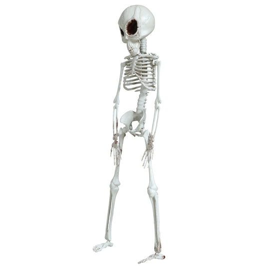 Hanging Alien Skeleton