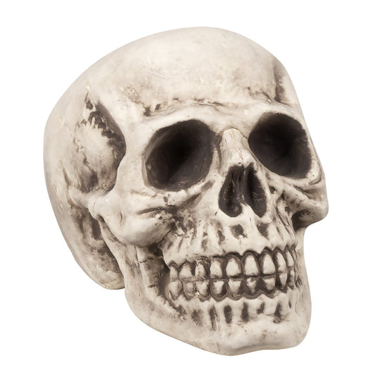 Large Skull