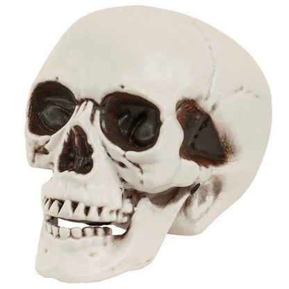 Skull with Movable Jaw