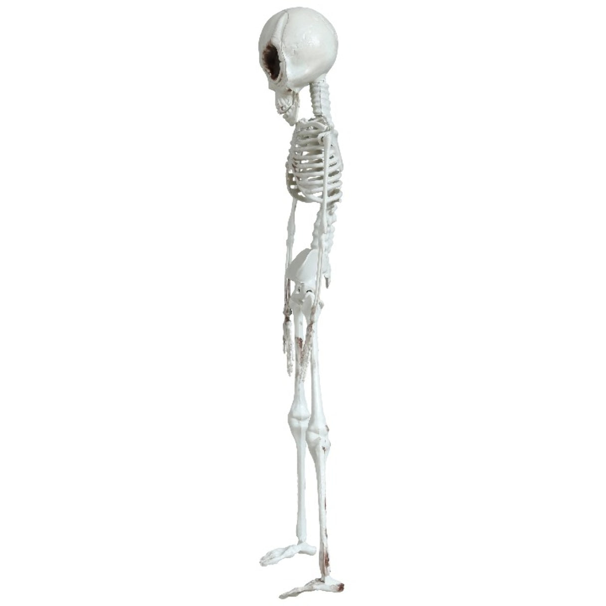 Hanging Alien Skeleton