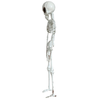 Hanging Alien Skeleton