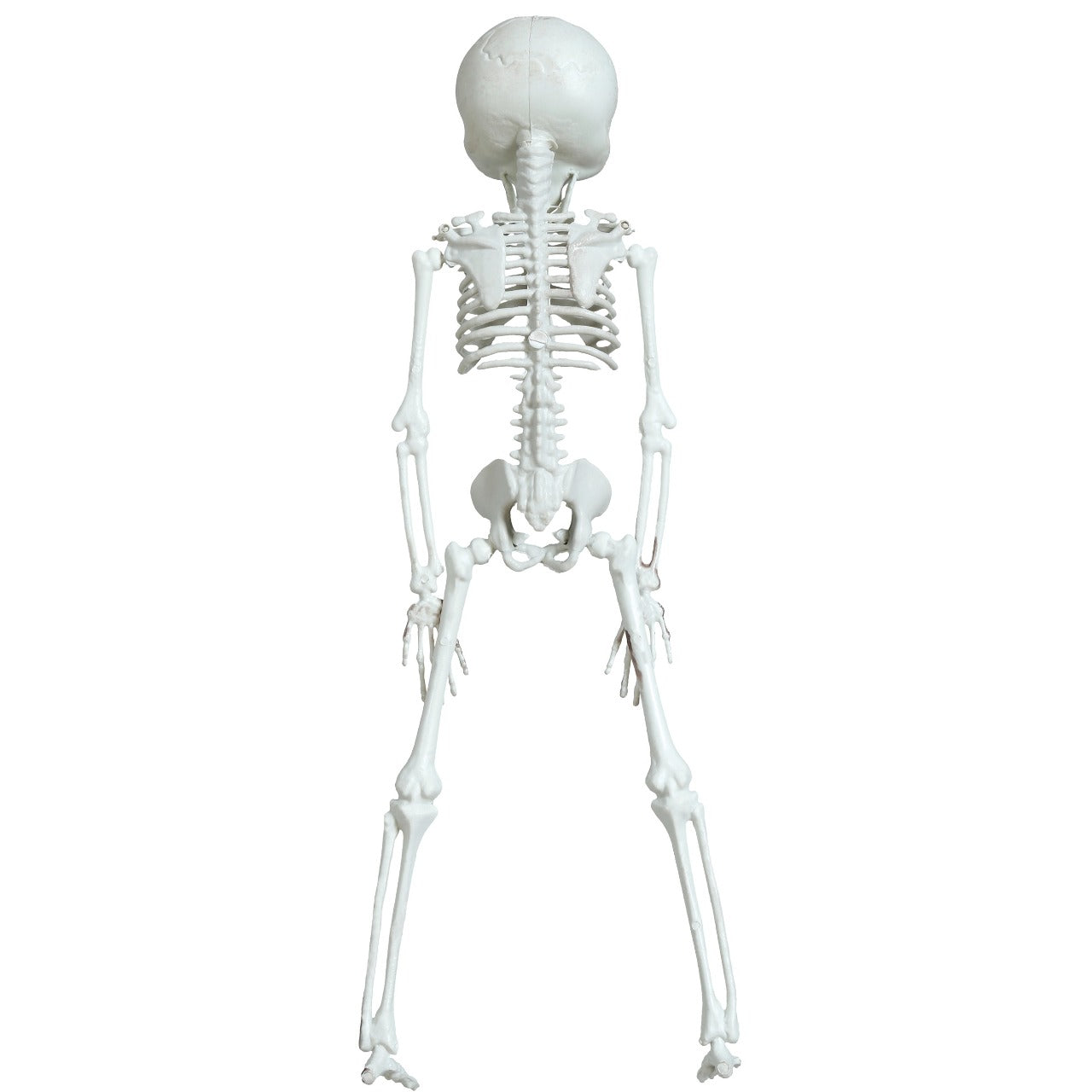Hanging Alien Skeleton