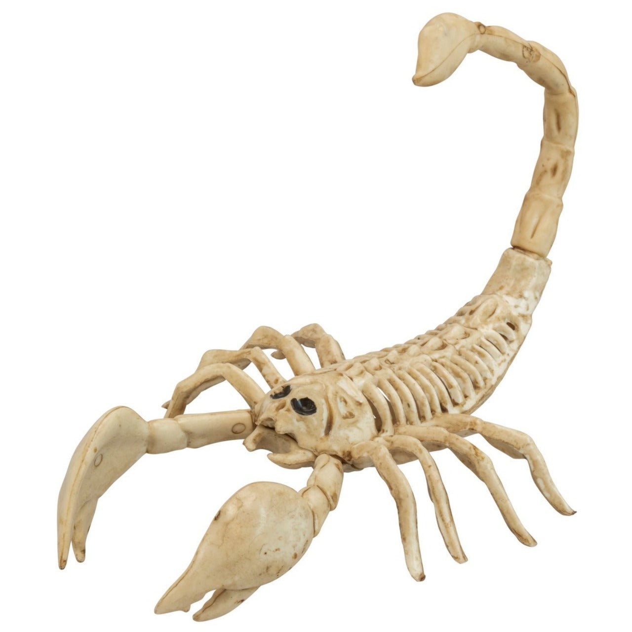 Scorpion Skeleton