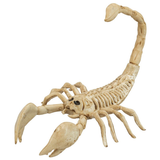 Scorpion Skeleton