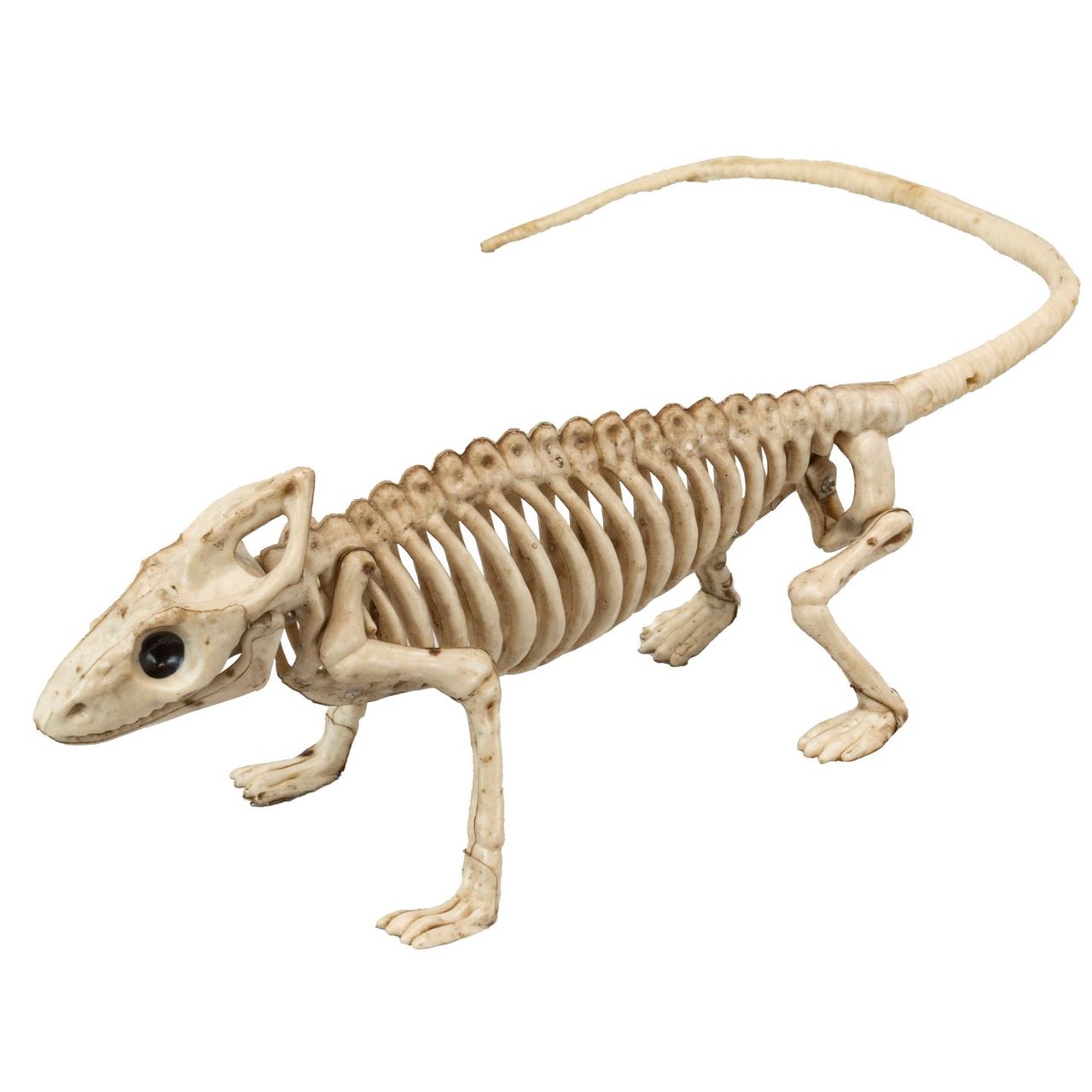 Iguana Skeleton