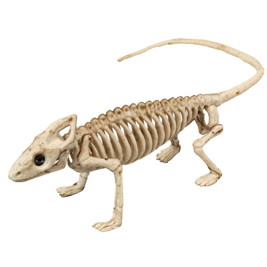 Iguana Skeleton