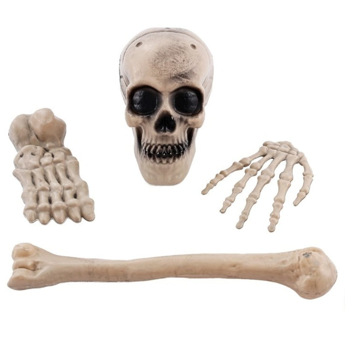 Skeleton Bones