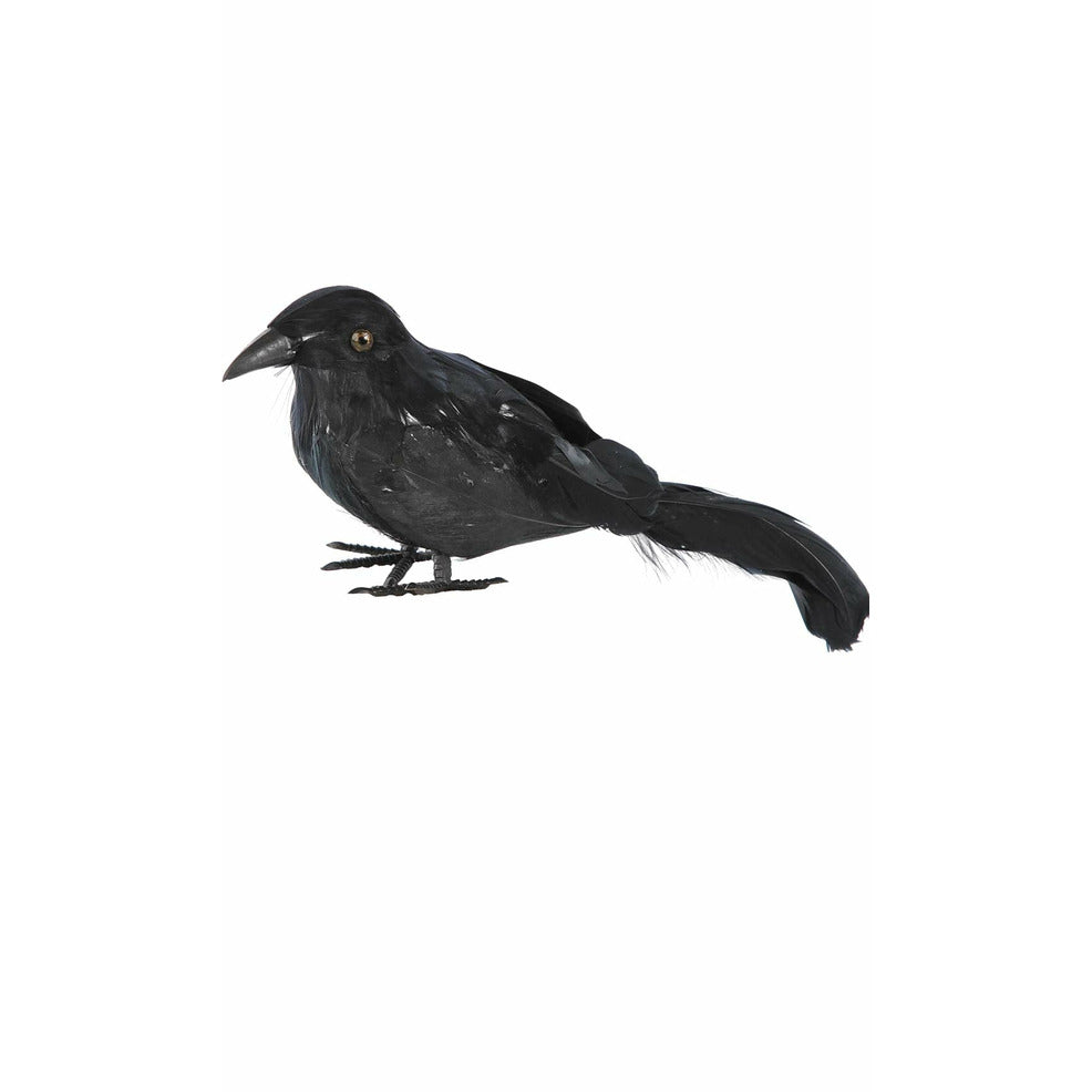 Cuervo Negro Pequeño | Don Disfraz